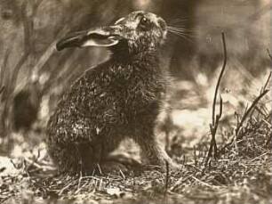 Feldhase (Lepus europaeus) Jungtier, erschreckt