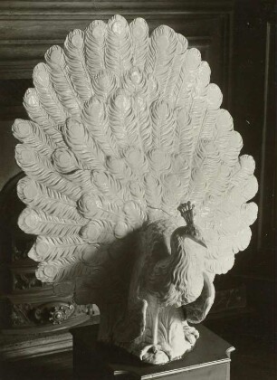 Radschlagender Pfau