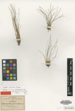Isoetes montezumae A.A.Eaton [syntype]