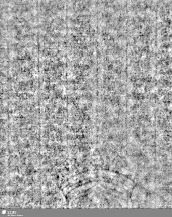 Lilienschild + IESV / LW = Nachsatzblatt 1