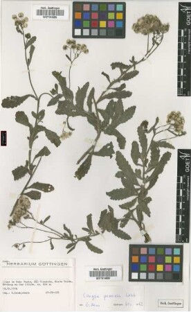 Conyza pannosa Webb