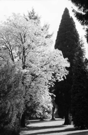 Baden-Baden: Herbstlicher Park, Baumgruppe im Kurpark