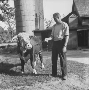 Long Island, Farmarbeiter mit Bullen auf der Lester Davis Farm