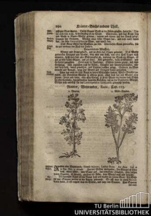 Cap. 123. Rauten, Weinrauten, Ruta.