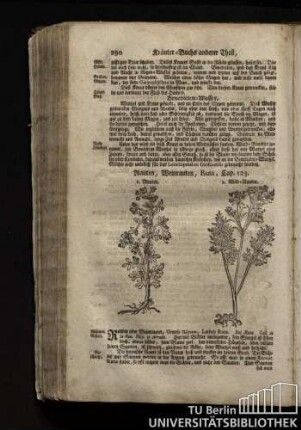 Cap. 123. Rauten, Weinrauten, Ruta.