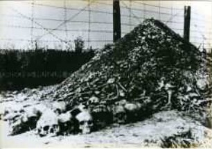 Knochen ermorderter Häftlinge in Majdanek