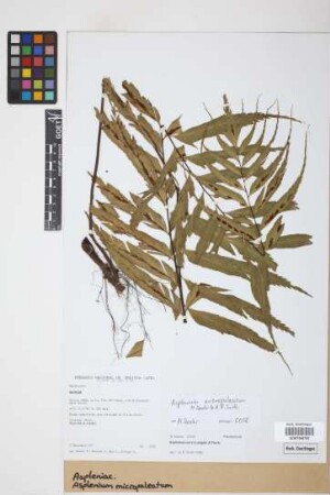 Asplenium micropaleatum