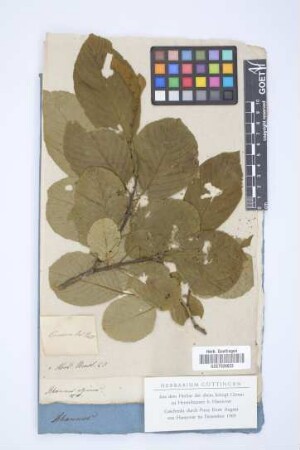 Rhamnus alpinus