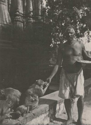 Benares (Varanasi), Indien. Priester beim Füttern der heiligen Tiere im Affentempel