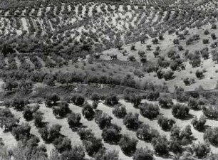 Riesige Olivenbaumpflanzungen bei Castillo de Lobcin, Andalusien