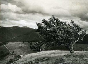Wetterbuchen am Schauinsland