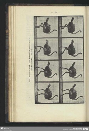 Laufender Strauß (Tafel aus "Animal Locomotion", 1887)
