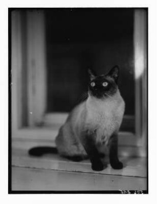 Portrait einer Rassekatze