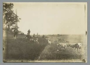 Sachsen. Szene mit Kindern und Ziegen auf einem Feld