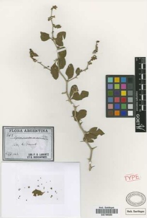 Lycium pruinosum Griseb. var. puberulum Griseb.