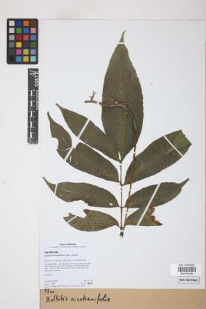 Bolbitis nicotianifolia Alston, 1932