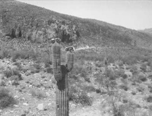 Kaktus (USA-Reise 1933)