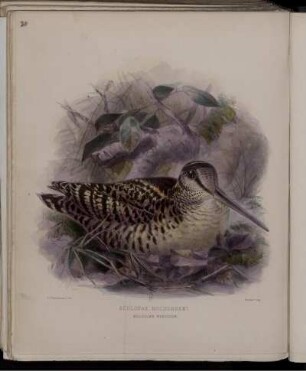 Scolopax Rochusseni.