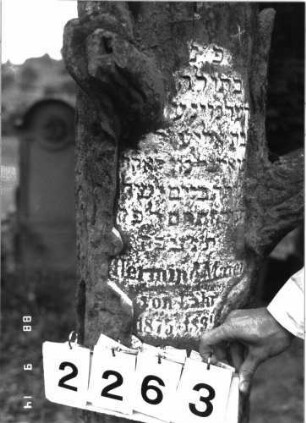 Grabstein 2263 (Index: 100097362) Maße HxBxT: 147x31x31 cm Symbolik: Baumstamm: Grabstein 2263 (Detailaufnahme 2)