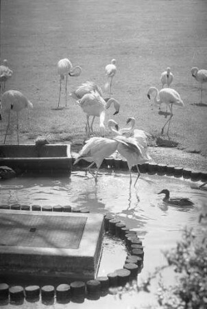 Flamingos im Karlsruher Stadtgarten