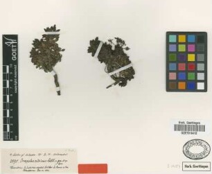 Oreopolus citrinus Schltdl. [type]