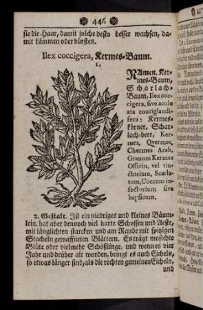 446-455, Ilex coccigera - Jujubae