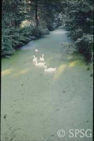 Potsdam, Schwäne auf blühendem Wasser.