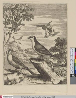 [Zwei verschiedene Würger(-arten); Two different Shrikes]