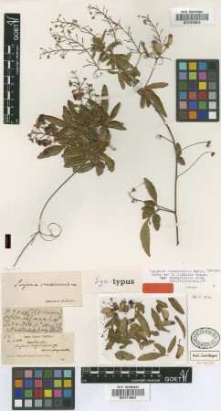 Serjania lupulina Schum. var. angustifolia Griseb.