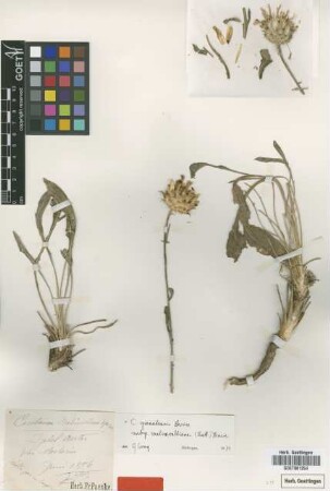 Centaurea malinvaldiana Batt. [type]