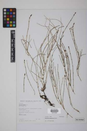 Equisetum bogotense Kunth