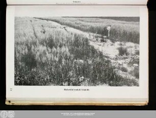 Haferfeld östlich Tripolis