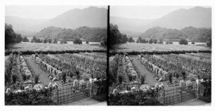 Trossachs/ Schottland: Landschaft bei Trossachs Hotel mit Pflanzungen