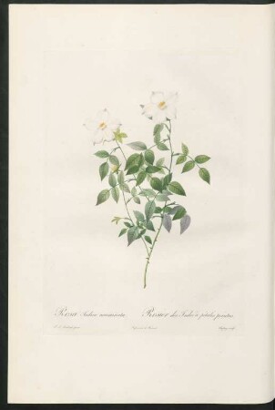 Rosa Indica acuminata. Rosier des Indes à pétales pointus. Chapuy sculp.