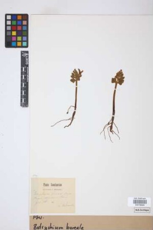 Botrychium boreale