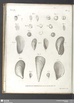 Coquilles fossiles des environs de Paris. PL. XV