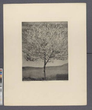 Blühender Kirschbaum
