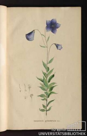 [Tab. 5.] Campanula grandiflora Lin.