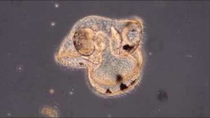 Lineus sp., pilidium larva Helgoland 2018