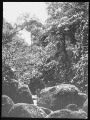 Nebelwald von Challana