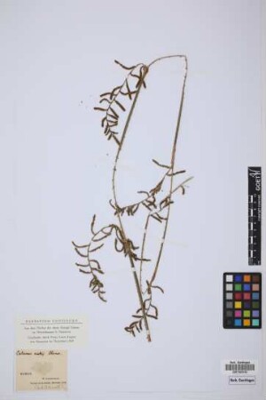 Calamus mollis Blanco