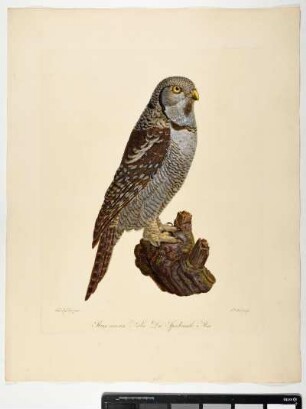 Strix nisoria. Nobis. Die Sperbereule. Mas. - Sperbereule. Surnia ulula; mas. - Zeichner: Ambrosius Gabler; Stecher: Johann Carl Bock
