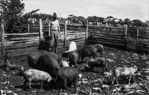 Schweinezucht : Schweinezucht auf einem deutschen Bauernhof in Heimtal.