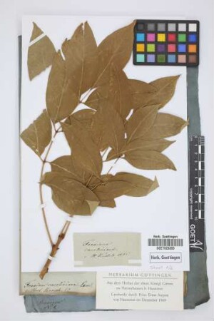 Fraxinus caroliniana Lam.