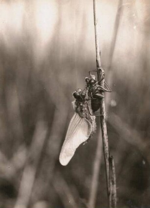 Europa. Vierfleck (Libellula quadrimaculata) beim Schlüpfen (Entfalten der Flügel)
