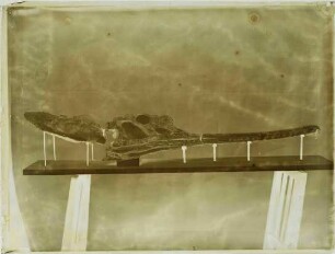 Mystriosuchus planirostris