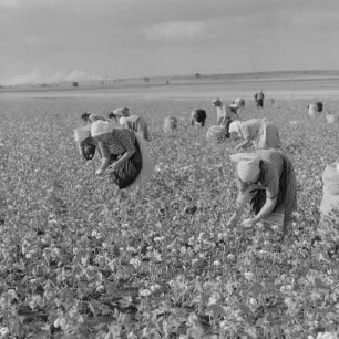 Baumwollernte auf den Feldern der Landwirtschaftlichen Produktionsgenossenschaft in Usundshowo. Frauen bei der Ernte