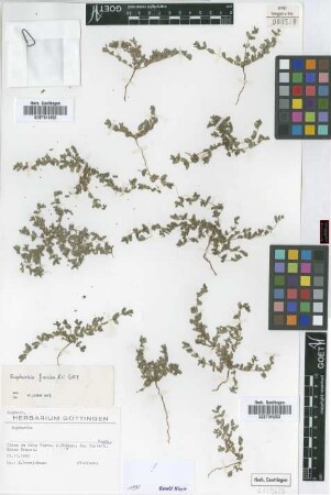 Euphorbia