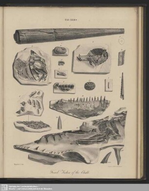 Tab. XXXII*. Fossil Fishes of the Chalk