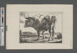 [Stehendes Rind in Landschaft mit Gewässer]